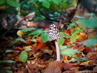 Пъстричко в гората... :); comments:10