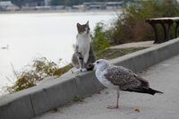 Деца от различни народи, ние живеем с мечта за мир...; comments:7