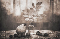 Натюрморт; comments:13