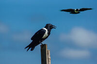 no name ( ID=2566633 ); comments:4