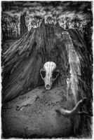 Gimme Shelter; comments:9