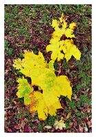 Autumn in a frame; comments:1