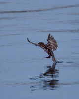 Приводняване.; comments:2