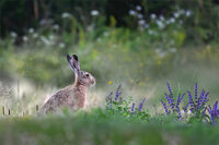 no name ( ID=2566760 ); comments:8