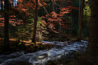 без име ( ID=2566763 ); Коментари:3