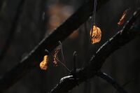 Проблясъци в тъмнината..; comments:1