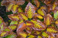 Есенна искра покрива земята; comments:8