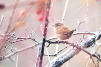 no name ( ID=2566832 ); comments:3