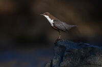 Воден кос; comments:18