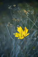 no name ( ID=2566850 ); comments:4