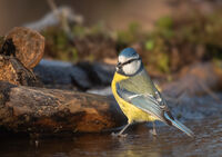     Имам синя шапка!       Cyanistes caeruleus; comments:10