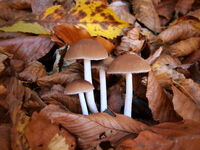 Скрити в листата; comments:15