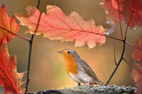 no name ( ID=2566893 ); comments:12