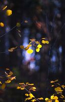 no name ( ID=2566917 ); comments:1