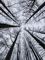 Лесопарк Липник; Коментари:9