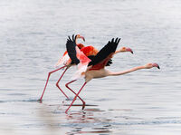 Flamingos Taking Off; comments:8