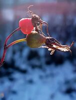 ***; Коментари:4