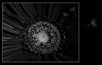 I Walk The Line; Коментари:4