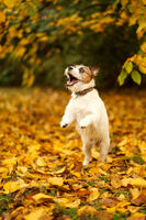 Теди; comments:3