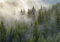 без име ( ID=2567002 ); Коментари:6