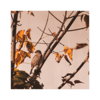 без име ( ID=2567015 ); Коментари:1