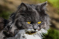 домашен любимец; comments:4