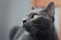 Рики; comments:2