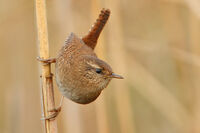 орехче; comments:4