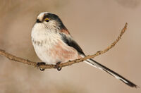 дългоопашат синигер; comments:4