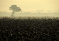 Не е Африка...; Коментари:2