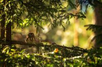 Врабчов хабитат; comments:9