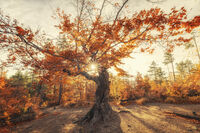 без име ( ID=2567109 ); Коментари:11