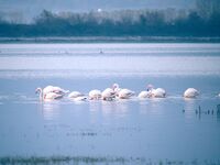 Керкини; Коментари:2