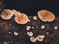 Фунги; Коментари:1