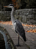 Сива чапла; Коментари:5