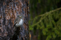 Камофлаж; comments:4