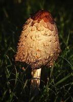 Докосната от залеза; Коментари:4