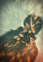 Кървите на есента; Коментари:6