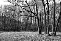 Привечер в гората; Коментари:3