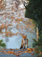 Есента и дивия свят в един кадър; comments:23