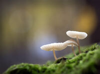 без име ( ID=2567243 ); Коментари:13