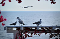 Глашатай !; comments:2