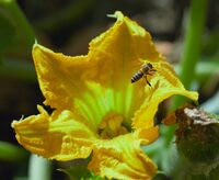 Само тиквата; comments:4