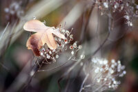 без име ( ID=2567267 ); Коментари:5