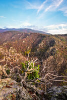 без име ( ID=2567306 ); Коментари:1