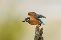 no name ( ID=2567308 ); comments:8