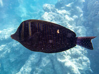 без име ( ID=2567314 ); Коментари:3