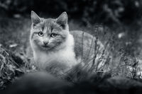 Поглед, който говори; comments:6