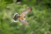 Гургулица; comments:7