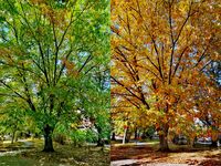 Есенните превъплъщения на червения американски дъб; Коментари:8